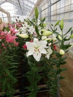 [5367 Arletta VZ No02.JPG]